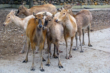 Young fawns crowd on the farm. A herd of reindeer calf on the stone floor. Reindeer breeding for meat and sled animals in the far North.
