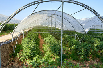 Fototapeta premium Plants tomatoes growing inside greenhouse.