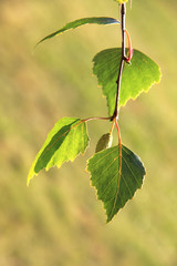 Green leaf on a birch branch on a sunny background