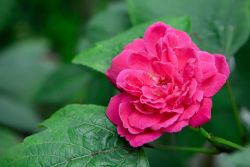 Close up Dark pink of Damask Rose flower