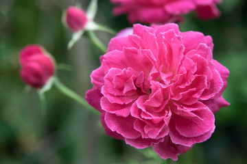 Close up Dark pink of Damask Rose flower