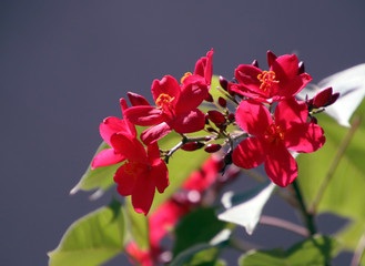 red flowers in the garden