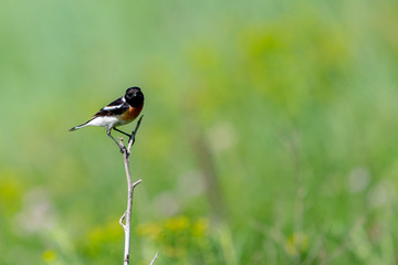 Common Stonechat or Saxicola torquata on branch in habitat