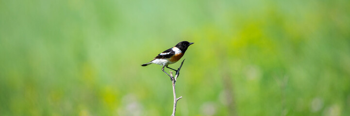 Common Stonechat or Saxicola torquata on branch in habitat