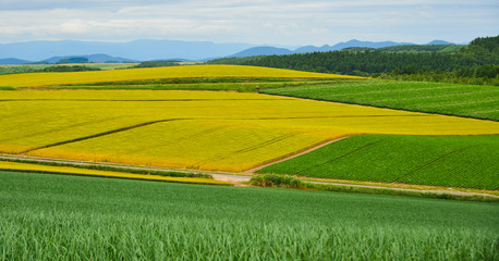 Beautiful rural scenery at summer day