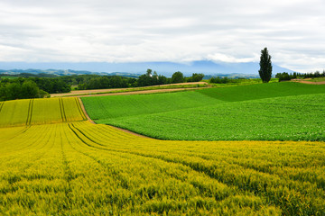 Beautiful rural scenery at summer day