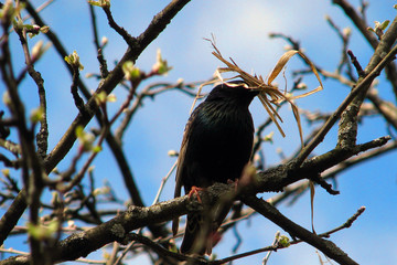 A Starling builds a nest of dry grass in the wild. A bird with dark plumage sits on a branch against the blue sky. Starling with straw in its beak to build a nest.