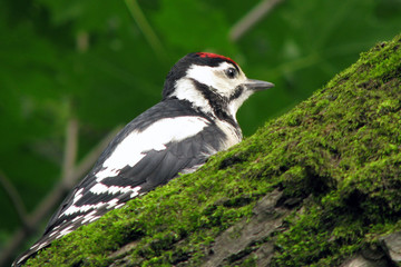 The nestling of a woodpecker that recently flew out of the nest. The young bird of the woodpecker on the tree.
