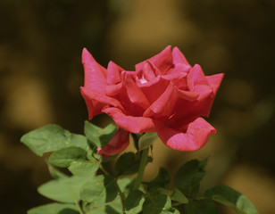 pink rose