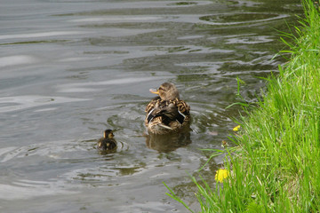 Young ducks in the pond. Birds living on lakes in the city. Duckling swimming with mother duck.