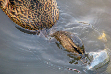 Obraz premium The duck lowered its head under the water. Search for food under water. Duck catches prey by lowering its beak into the water.