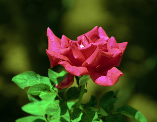 pink rose