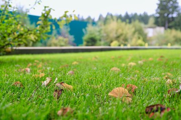 autumn leaves on freshly cut green grass