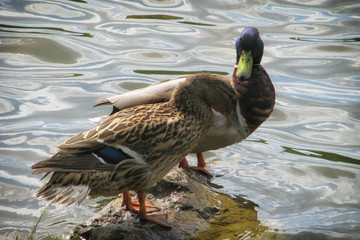 Duck family on a rock near the water. Drake and female duck standing next to a pond.