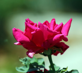 pink flower