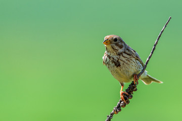 The Corn Bunting or Miliaria calandra in habitat