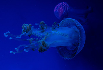 aquarium of jellyfish, fish, seaweed