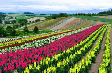 Colorful flower field in Hokkaido, Japan