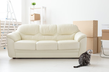 Beautiful gray scottish fold cat sits near a new empty sofa while moving to a new apartment. Concept of housewarming and good tradition with a cat.