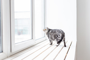 Beautiful gray lop-eared scottish cat walks cautiously around a new white window-sill while studying its new housing. The concept of animal welfare and care for pedigreed cats.