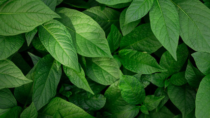 Top view of green plants. Nature full frame background.