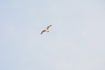 seagull flying in the blue sky