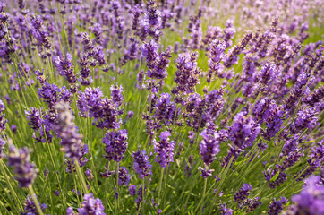 Fototapeta premium Beautiful background of lavender flowers close up in backlight.