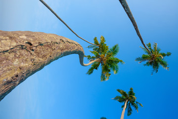 Curvy tropical coconut palm trees over blue sky