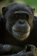 Chimpanzee portrait