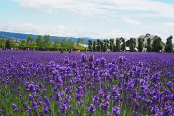 Lavender field bright purple bloom at Tomita farm, Furano, Hokkaido, Japan