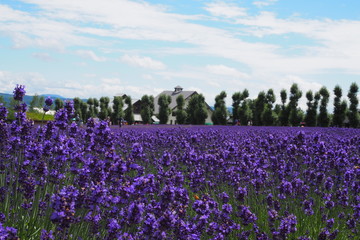 Beautiful nature attracts tourists. Purple lavender field in Tomita, Furano, Hokkaido, Japan
