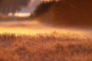 Meadow with tall grasses in mist at dawn.