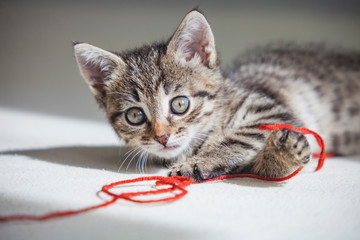 Small Kitten plays with red thread
