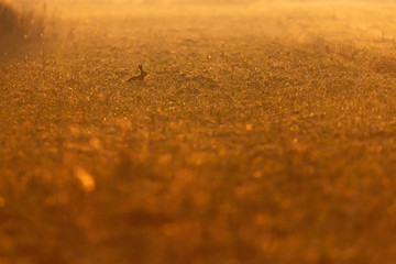 Hare in misty meadow at sunrise.