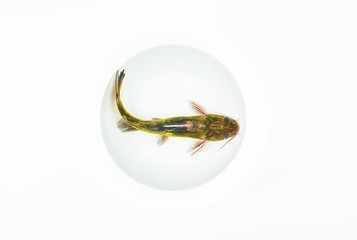 A live yellow-bone fish swims in the basin