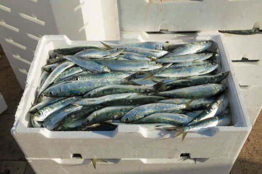 Cassetta di sardine