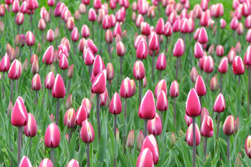 Many beautiful spring flowers. Tulips grow in a city park. A field of red tulips.