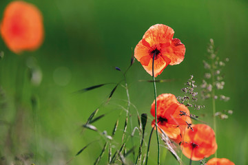Obraz premium Close-up of poppies in sunny field.