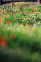 Field with poppies on a sunny morning.