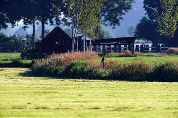 Bird of prey perched on wooden pole in sunny countryside.