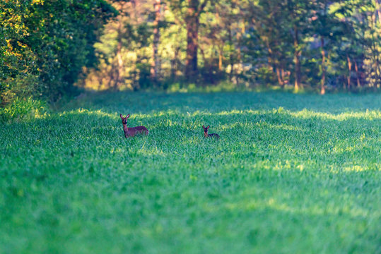 Roe deer with fawn in meadow at sunrise.