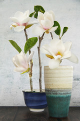 Naklejka na ściany i meble Beautiful white magnolia flower in vase