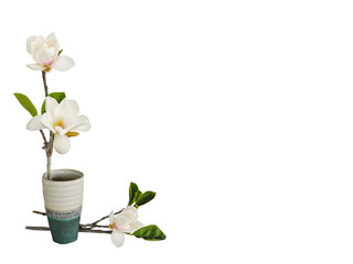Beautiful blooming magnolia flower bouquet isolated on white background.