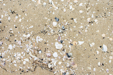 Fototapeta na wymiar Sandy surface with shells and pebbles.
