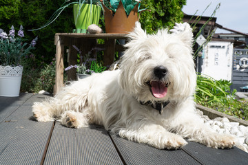West Highland White Terrier is lying on the terrace in the sun