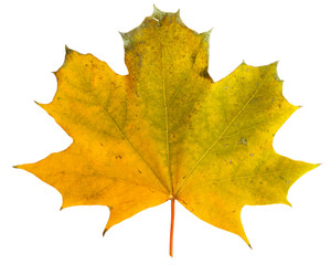 Autumn maple branch with leaves  isolated on  background