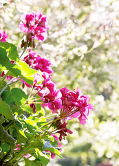 Garden pink geranium flowers
