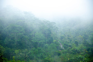 Morning fog on the rainy deep jungle forest