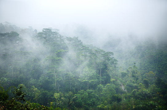 Fototapeta Poranna mgła w lesie deszczowej głębokiej dżungli