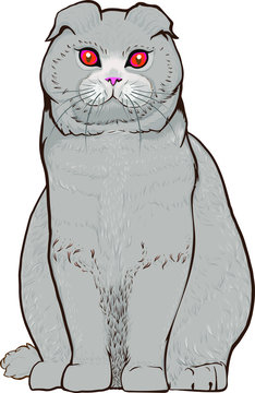 Scottish fold cats sit on the floor, cute long-haired big eyes. Scottish fold - ears are folded frontward and down.